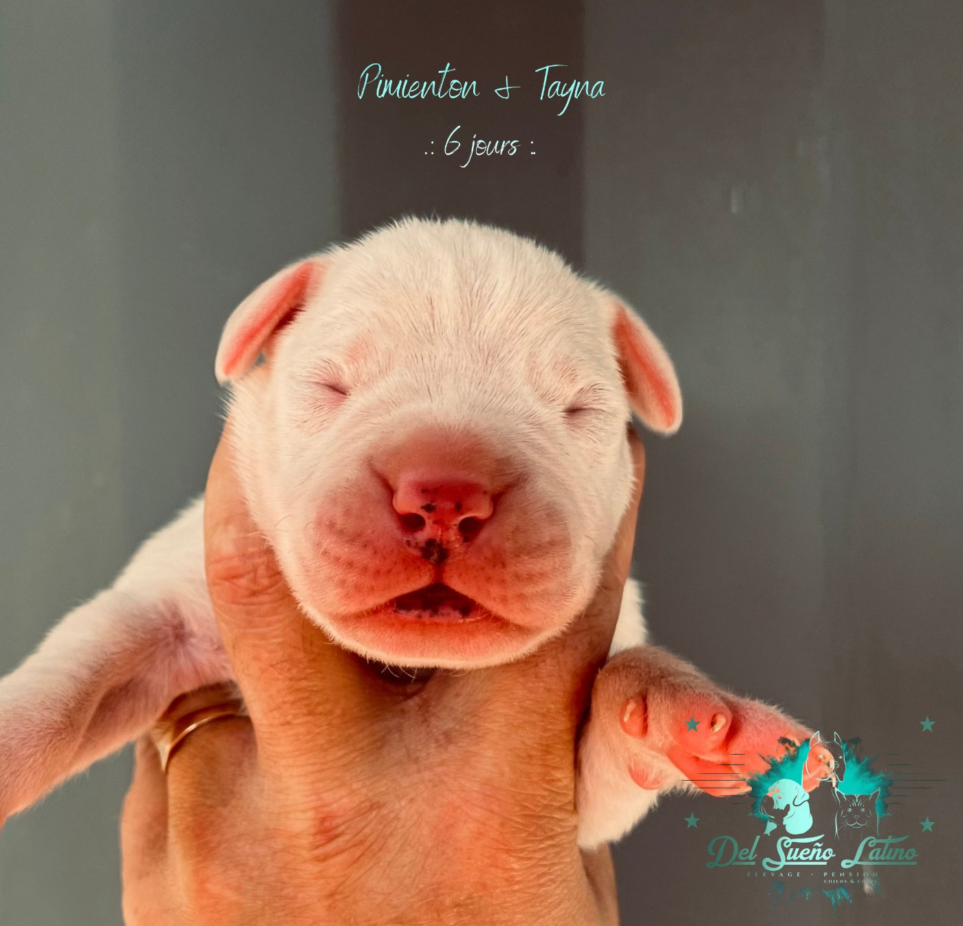 del Sueno Latino - Chiots disponibles - Dogo Argentino