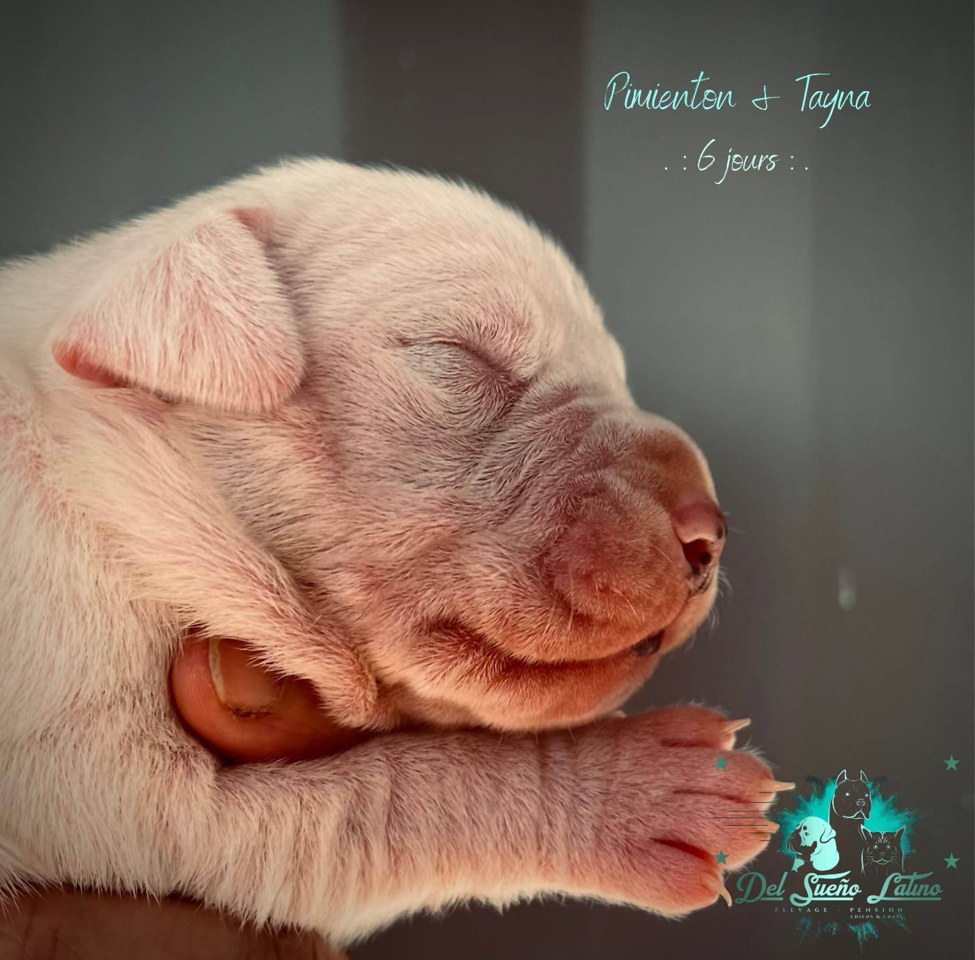 del Sueno Latino - Chiots disponibles - Dogo Argentino