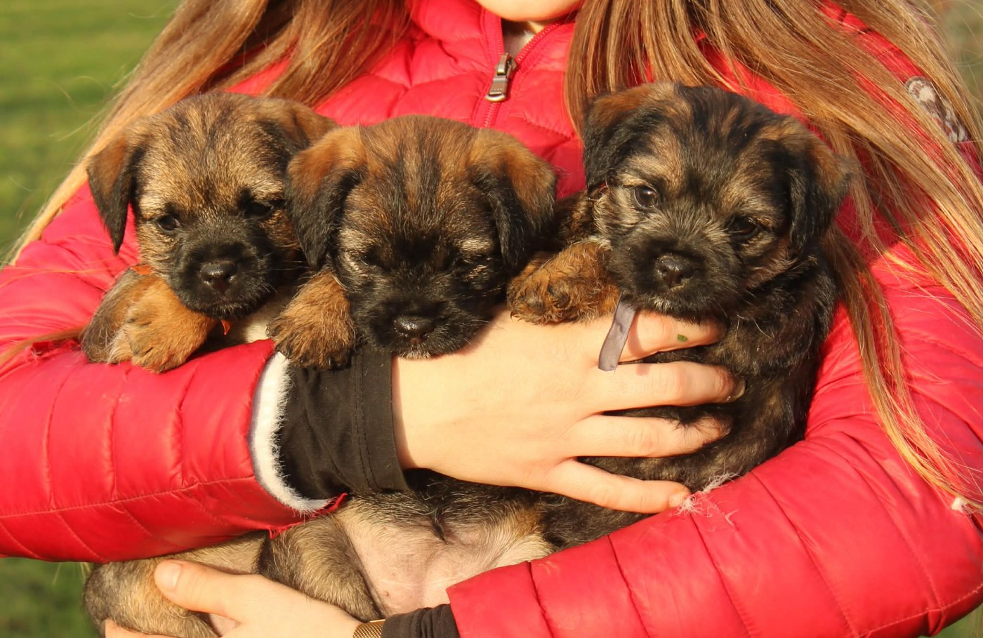 del Sueno Latino - Border Terrier - Portée née le 24/10/2025