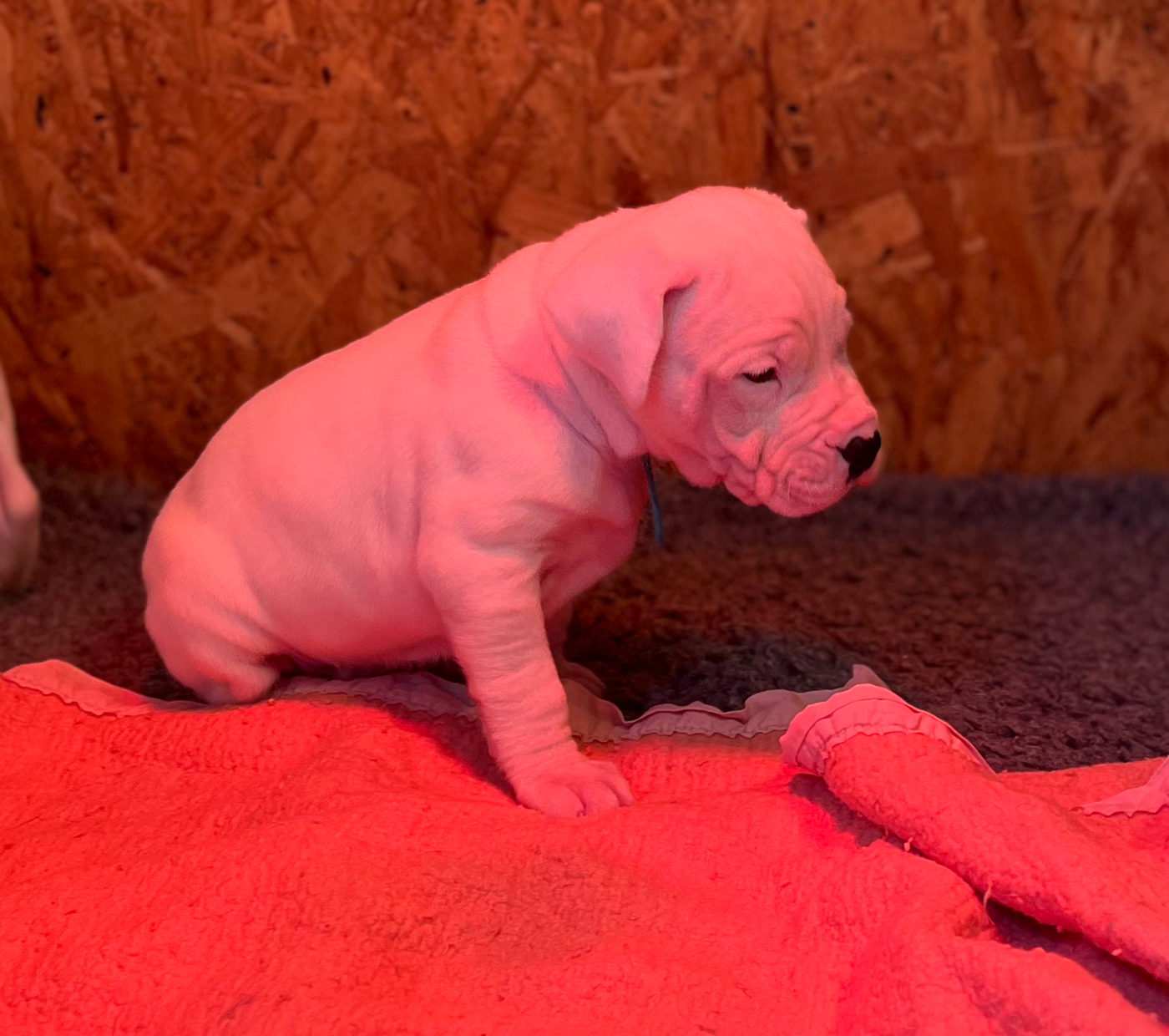 del Sueno Latino - Chiots disponibles - Dogo Argentino