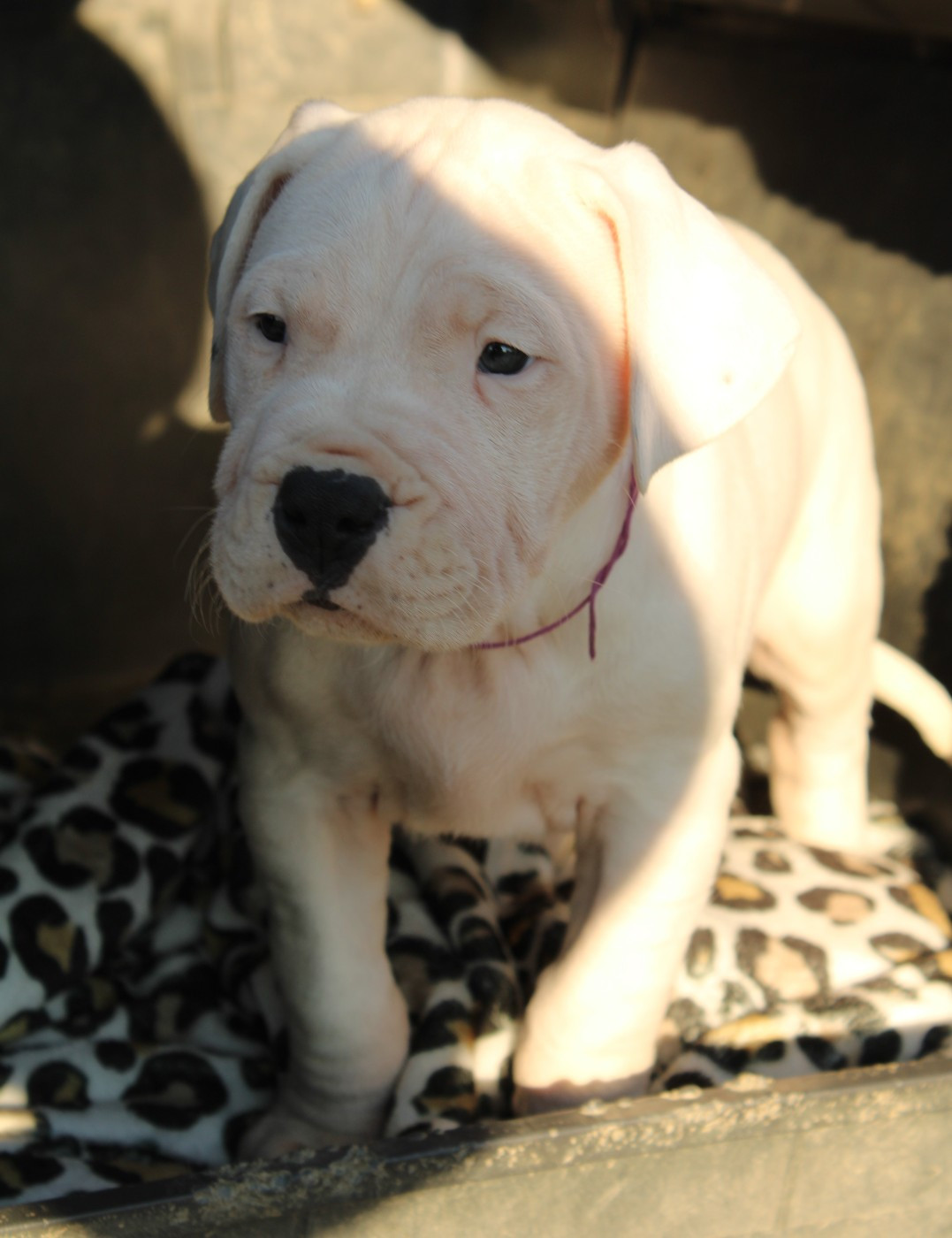 del Sueno Latino - Chiots disponibles - Dogo Argentino