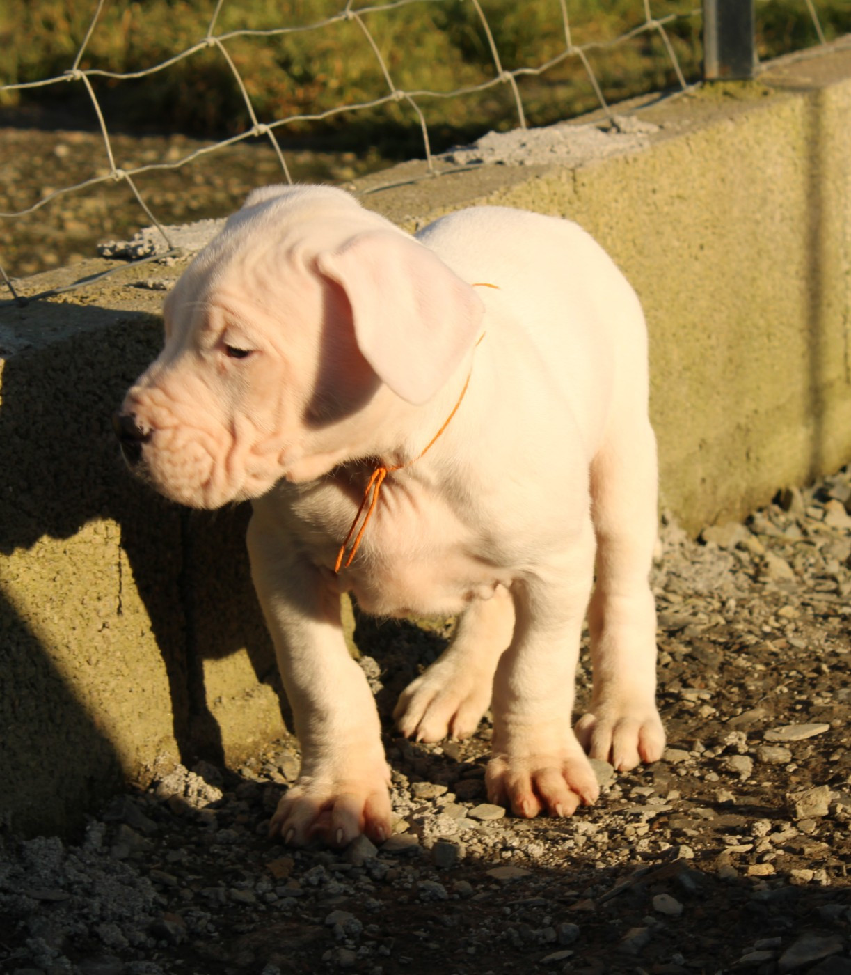 del Sueno Latino - Chiots disponibles - Dogo Argentino
