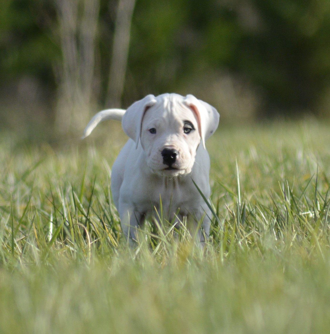 del Sueno Latino - Chiots disponibles - Dogo Argentino