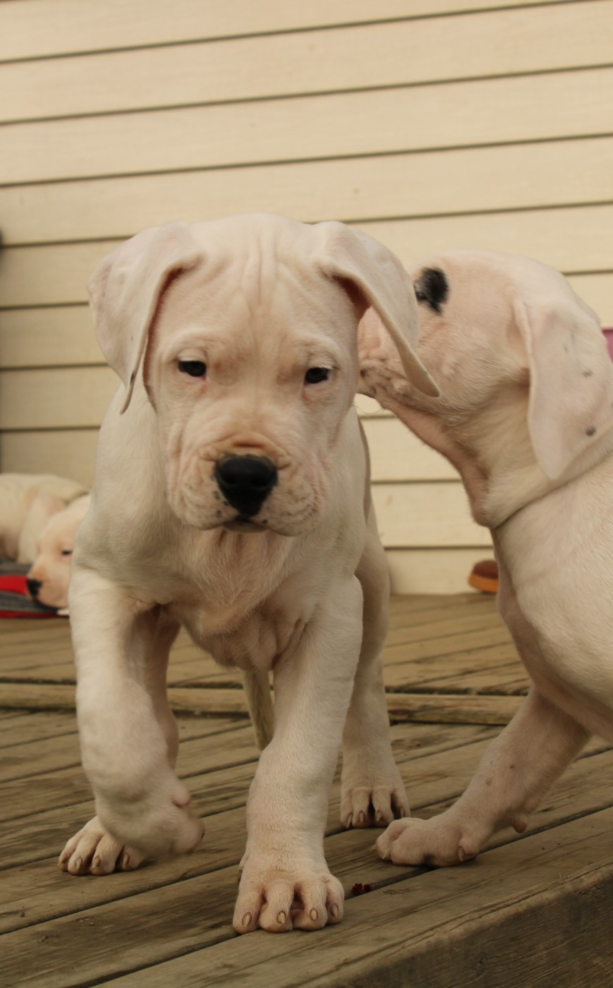 del Sueno Latino - Chiots disponibles - Dogo Argentino