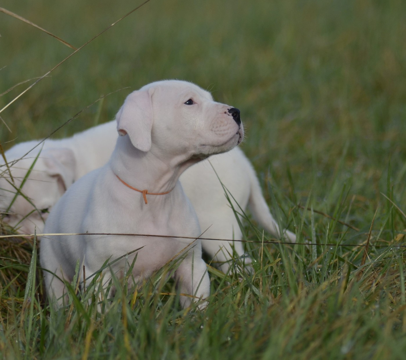 del Sueno Latino - Chiots disponibles - Dogo Argentino