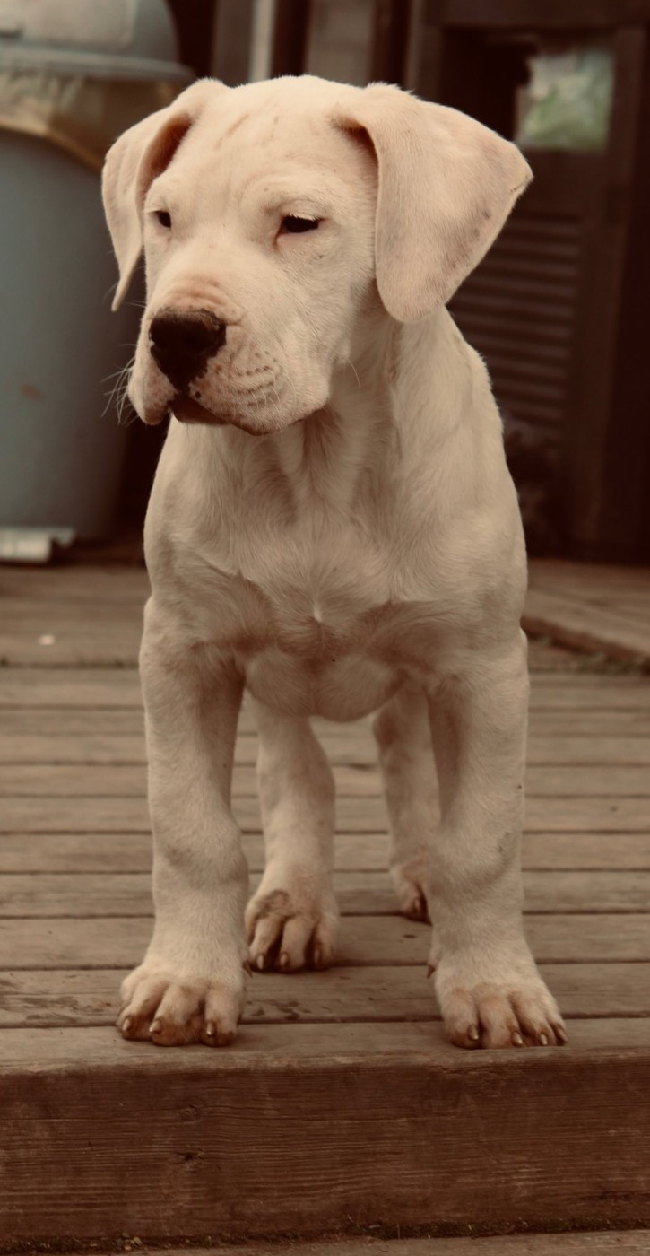 del Sueno Latino - Chiots disponibles - Dogo Argentino