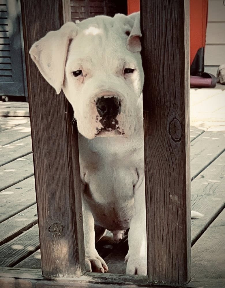 del Sueno Latino - Chiots disponibles - Dogo Argentino