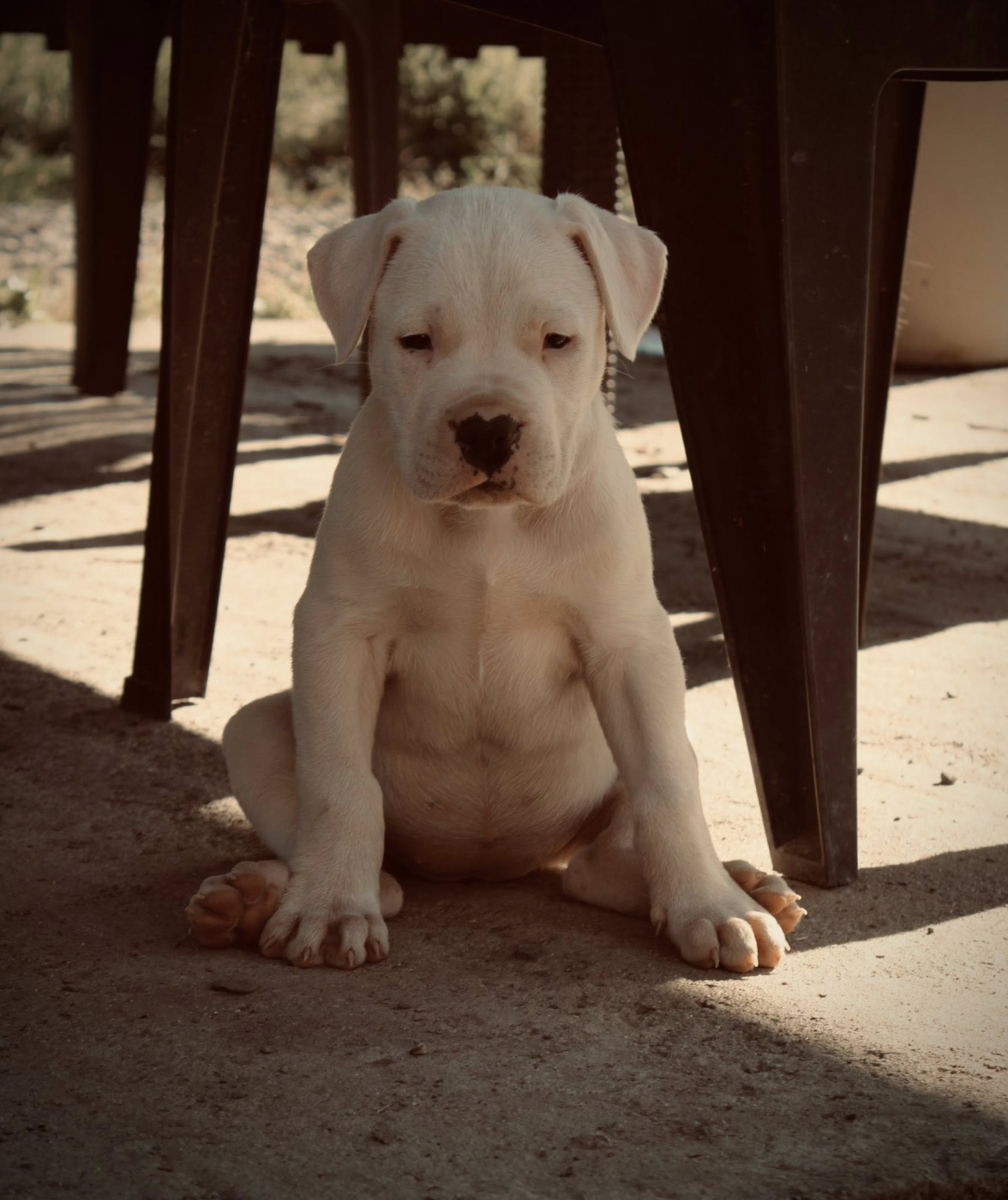 del Sueno Latino - Chiots disponibles - Dogo Argentino