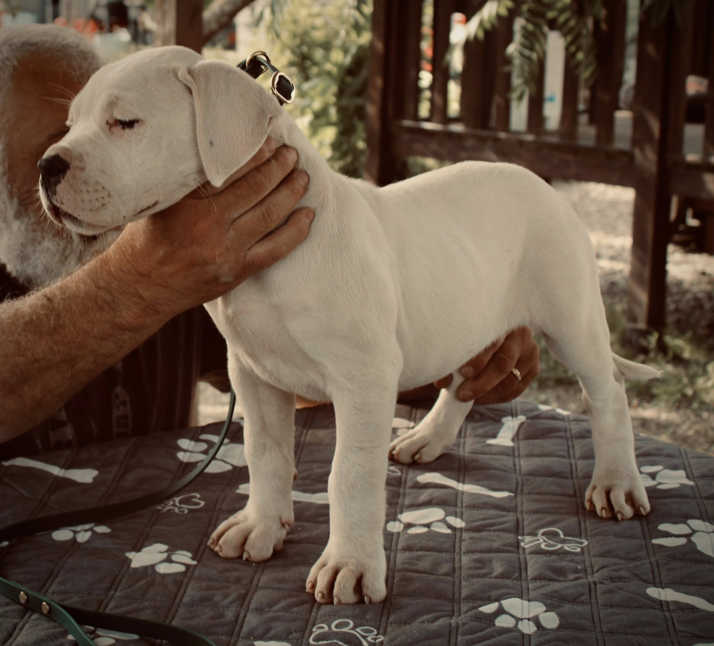 del Sueno Latino - Chiots disponibles - Dogo Argentino