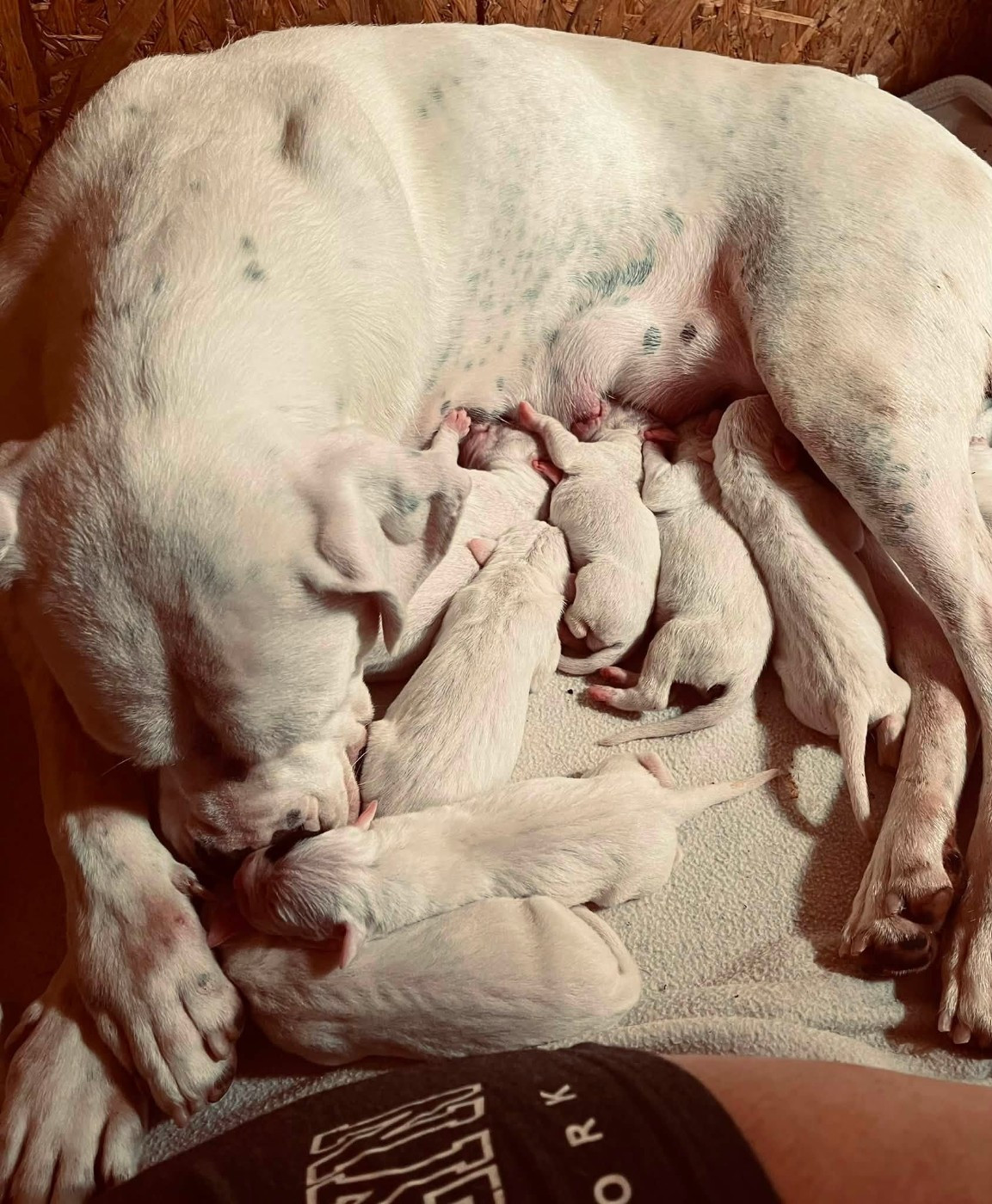 del Sueno Latino - Chiots disponibles - Dogo Argentino