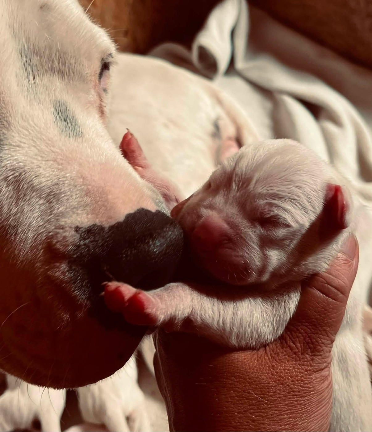 del Sueno Latino - Chiots disponibles - Dogo Argentino