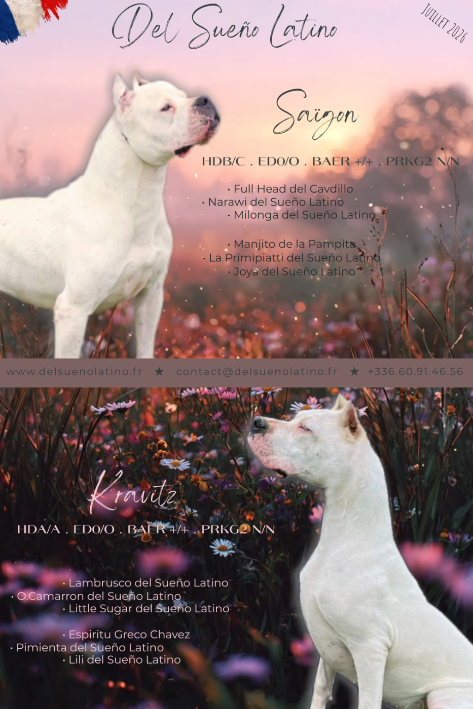 Chiot Dogo Argentino del Sueno Latino