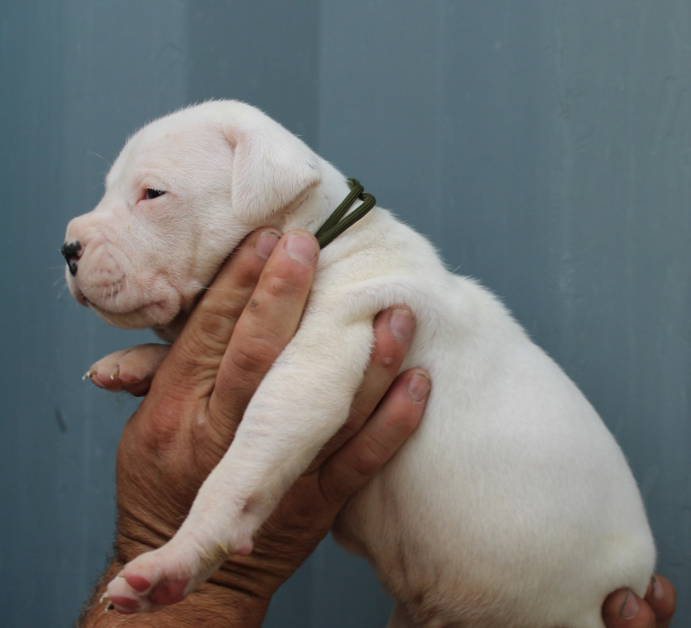 del Sueno Latino - Chiots disponibles - Dogo Argentino