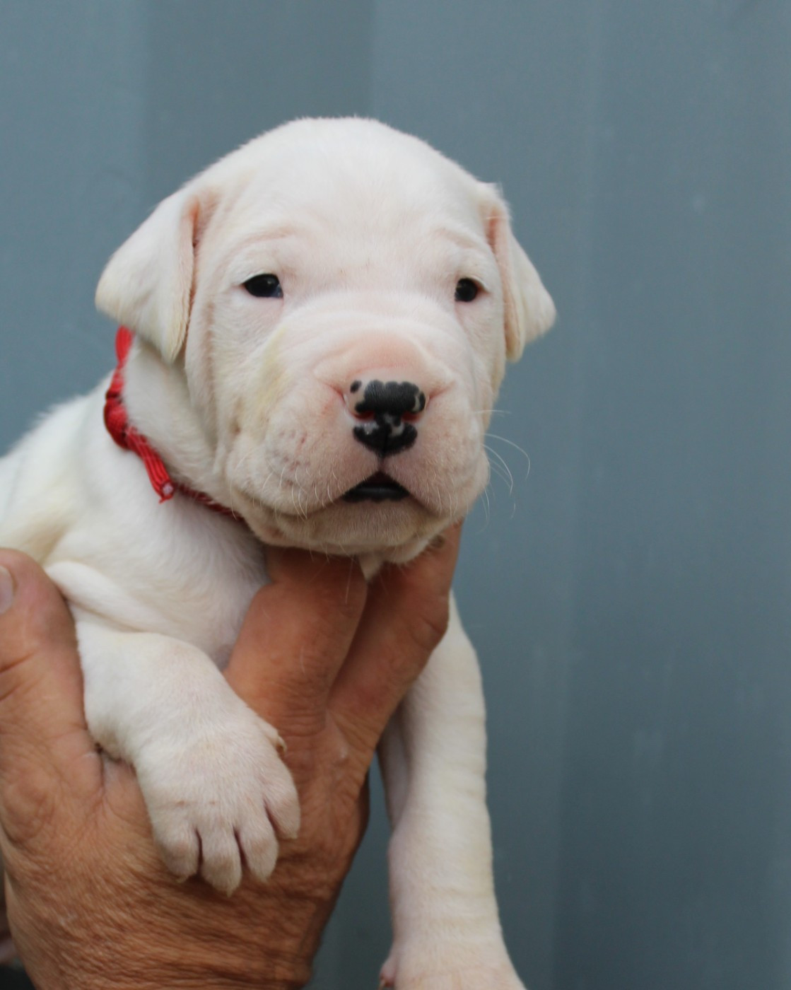 del Sueno Latino - Chiots disponibles - Dogo Argentino