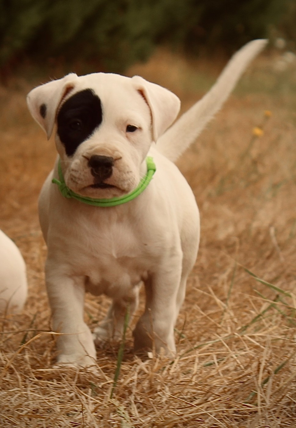 del Sueno Latino - Chiots disponibles - Dogo Argentino