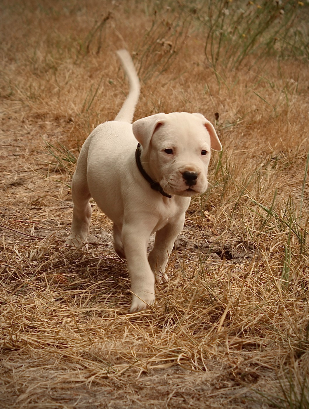 del Sueno Latino - Chiots disponibles - Dogo Argentino