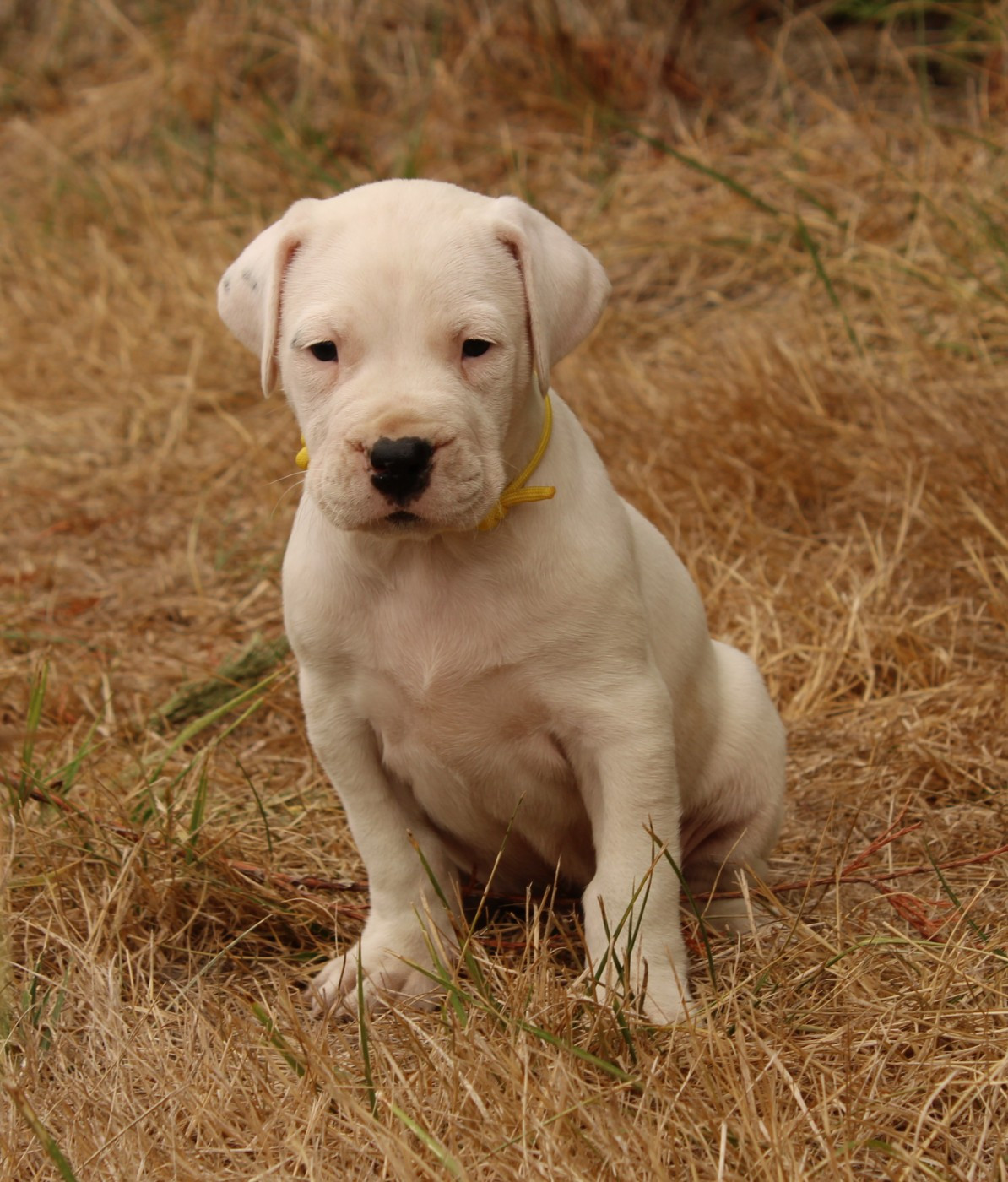 del Sueno Latino - Chiots disponibles - Dogo Argentino