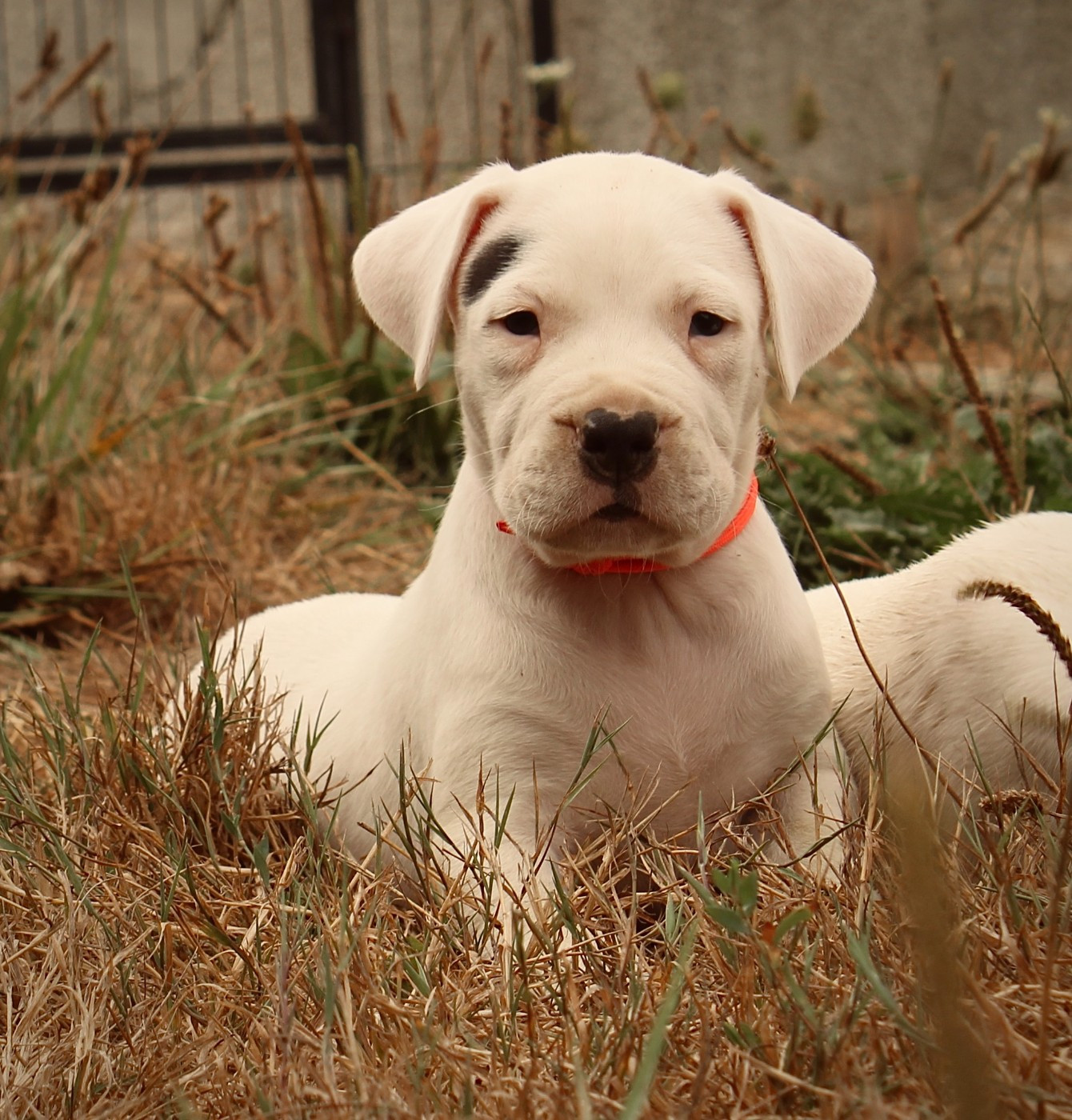 del Sueno Latino - Chiots disponibles - Dogo Argentino