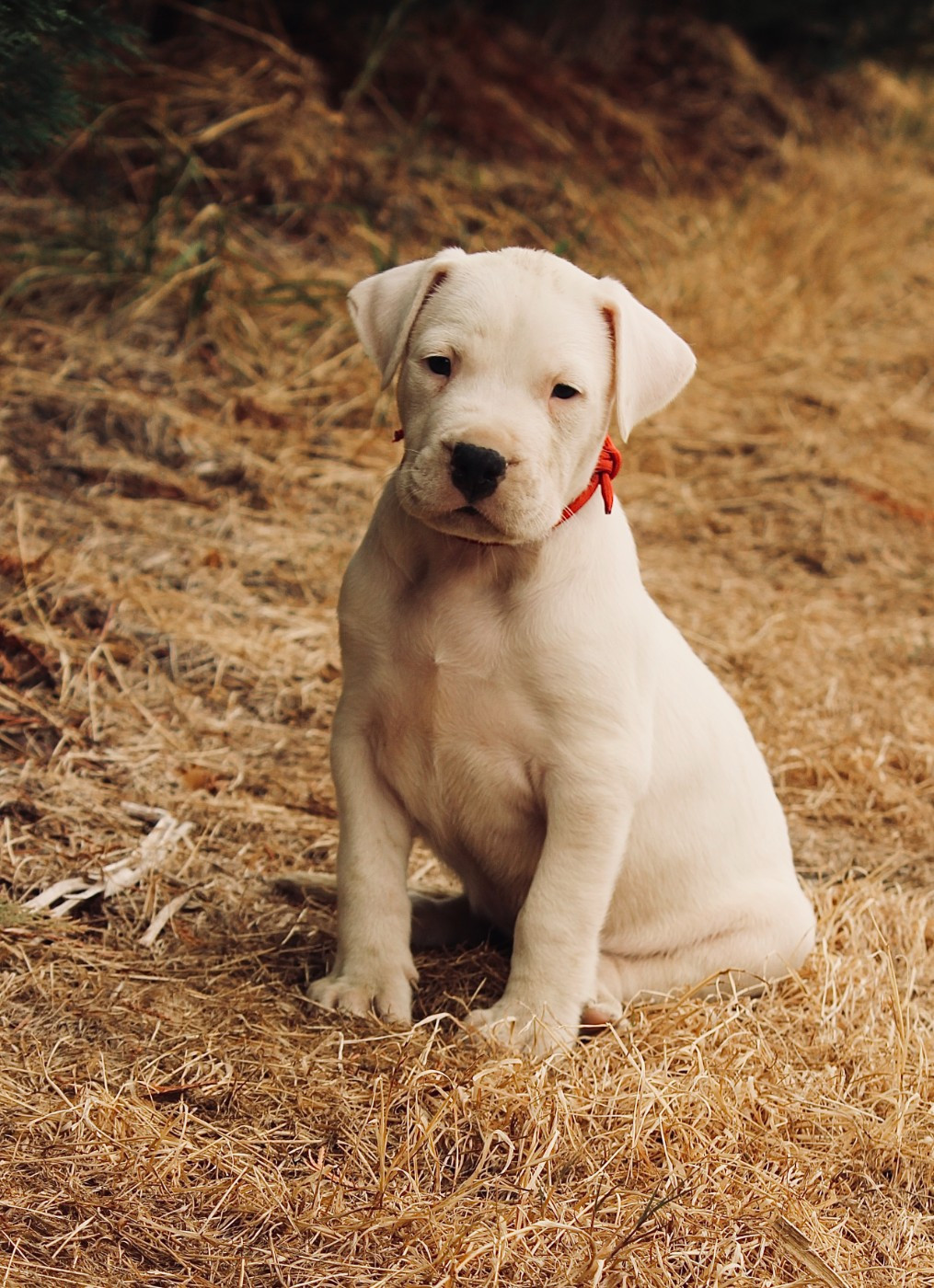 del Sueno Latino - Chiots disponibles - Dogo Argentino
