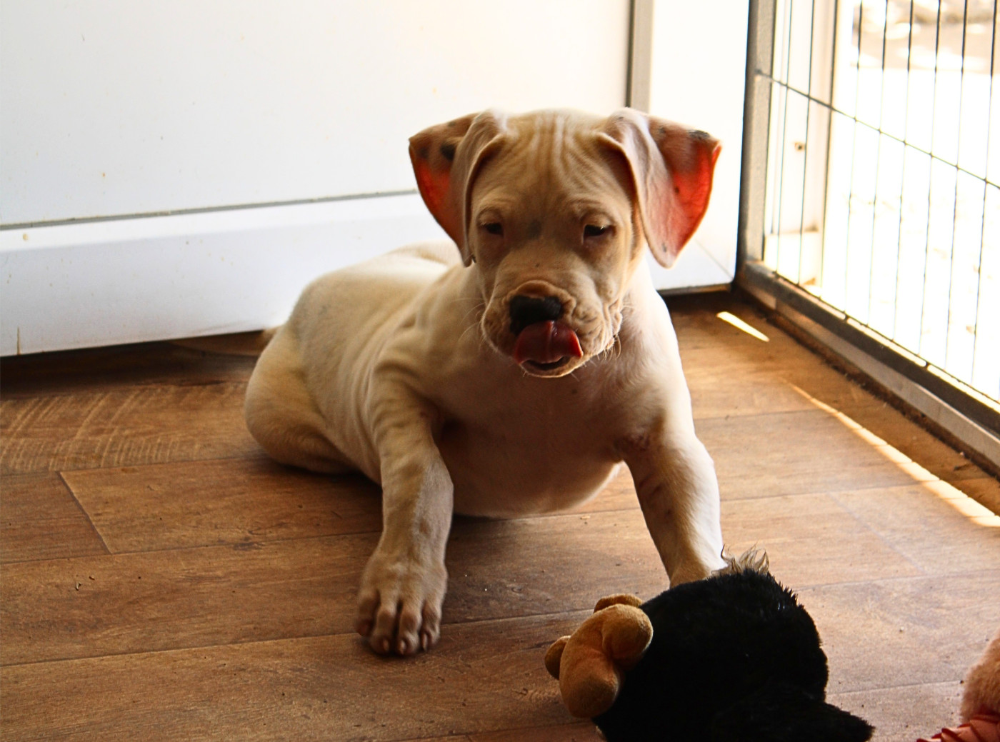 del Sueno Latino - Chiots disponibles - Dogo Argentino
