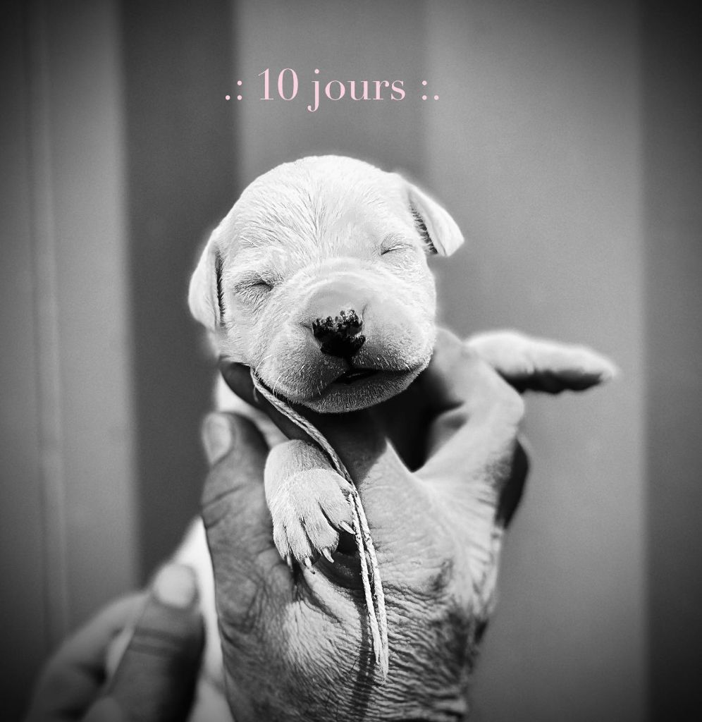 del Sueno Latino - Chiots disponibles - Dogo Argentino