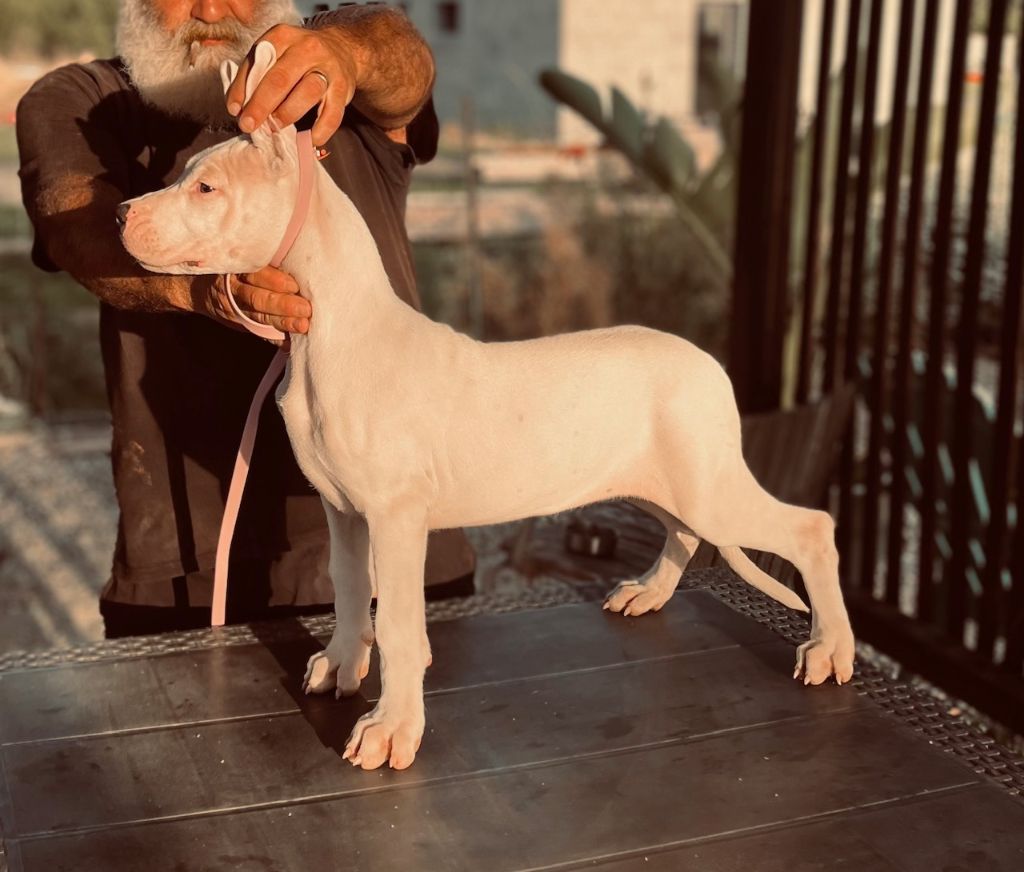 del Sueno Latino - Chiots disponibles - Dogo Argentino