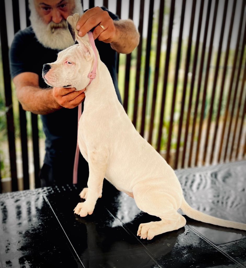 del Sueno Latino - Chiots disponibles - Dogo Argentino