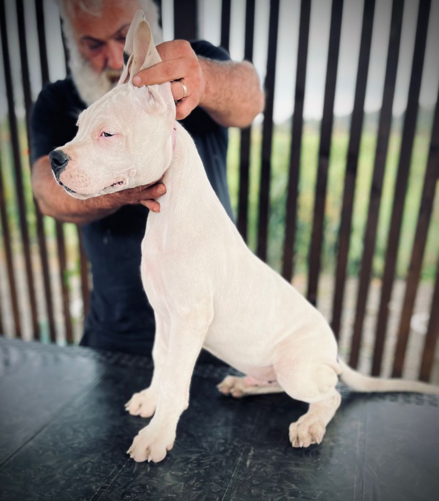 del Sueno Latino - Chiots disponibles - Dogo Argentino
