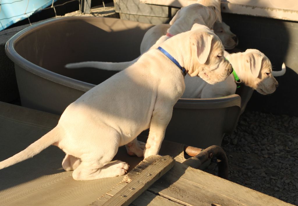 del Sueno Latino - Chiots disponibles - Dogo Argentino