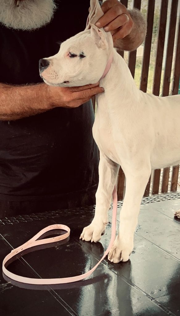 del Sueno Latino - Chiots disponibles - Dogo Argentino