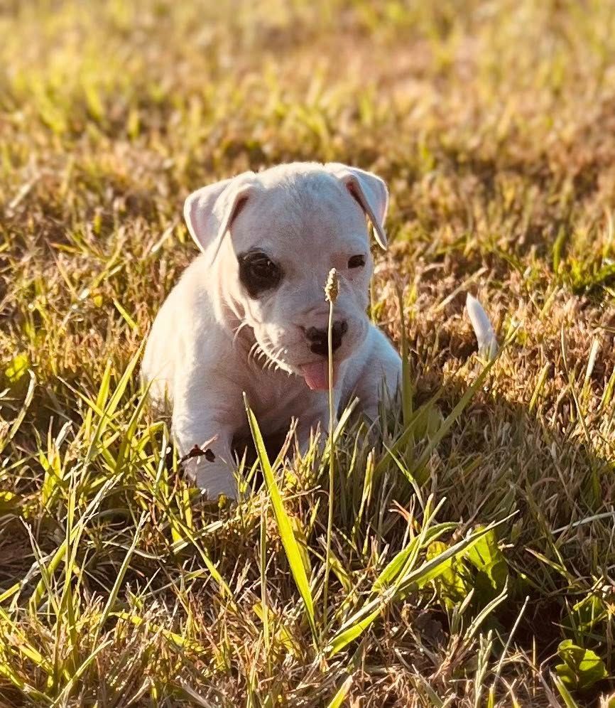 del Sueno Latino - Chiots disponibles - Dogo Argentino