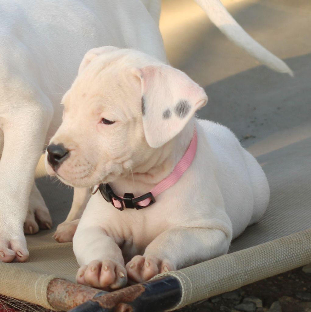 del Sueno Latino - Chiots disponibles - Dogo Argentino