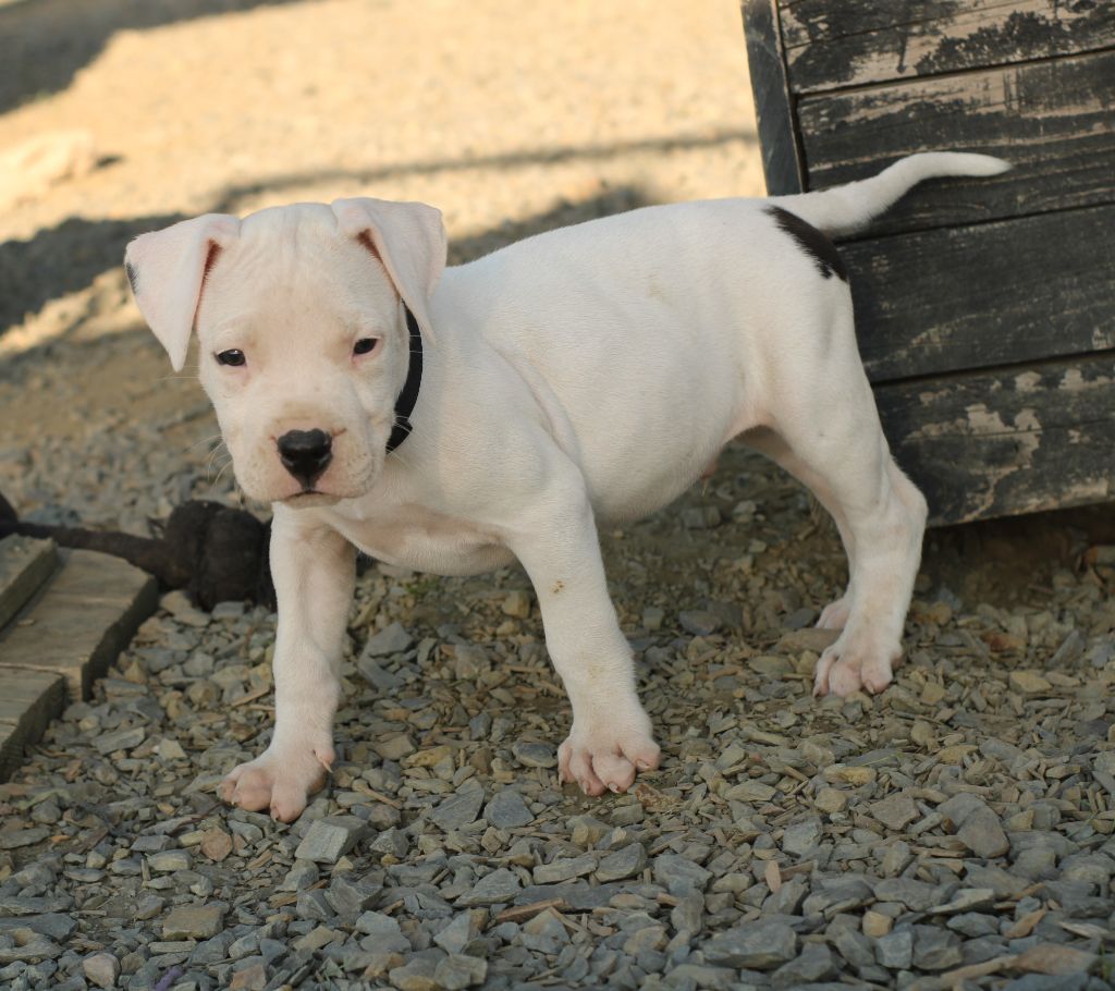 del Sueno Latino - Chiots disponibles - Dogo Argentino