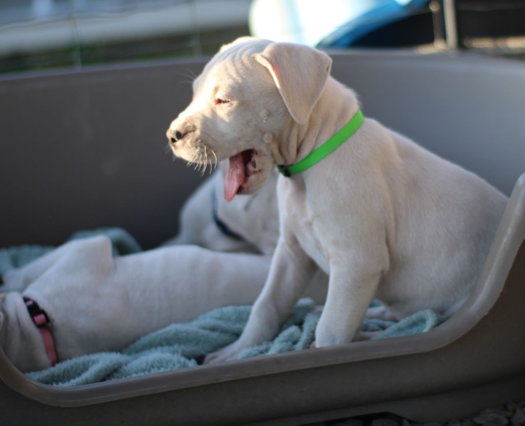 del Sueno Latino - Chiots disponibles - Dogo Argentino