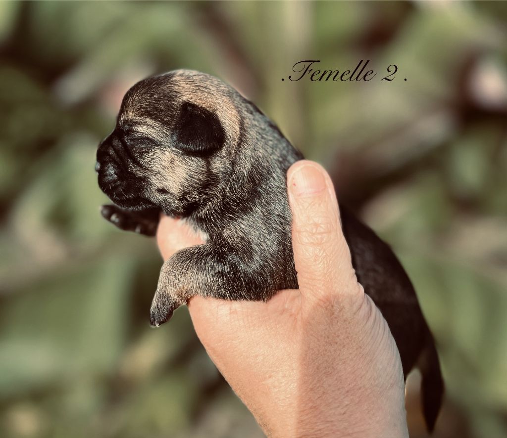 del Sueno Latino - Chiots disponibles - Border Terrier