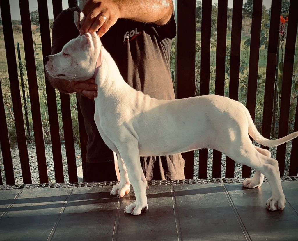 del Sueno Latino - Chiots disponibles - Dogo Argentino