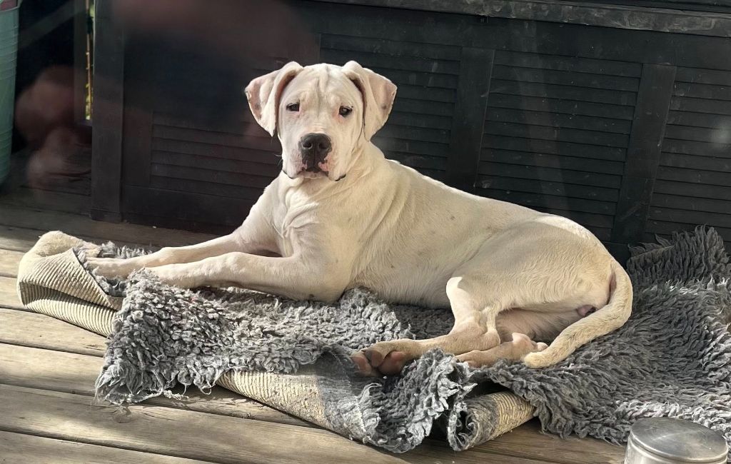 del Sueno Latino - Chiots disponibles - Dogo Argentino