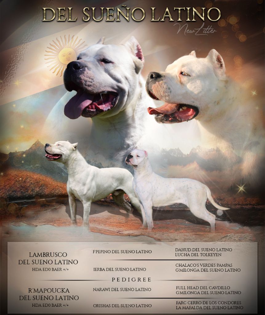 del Sueno Latino - Dogo Argentino - Portée née le 22/06/2023