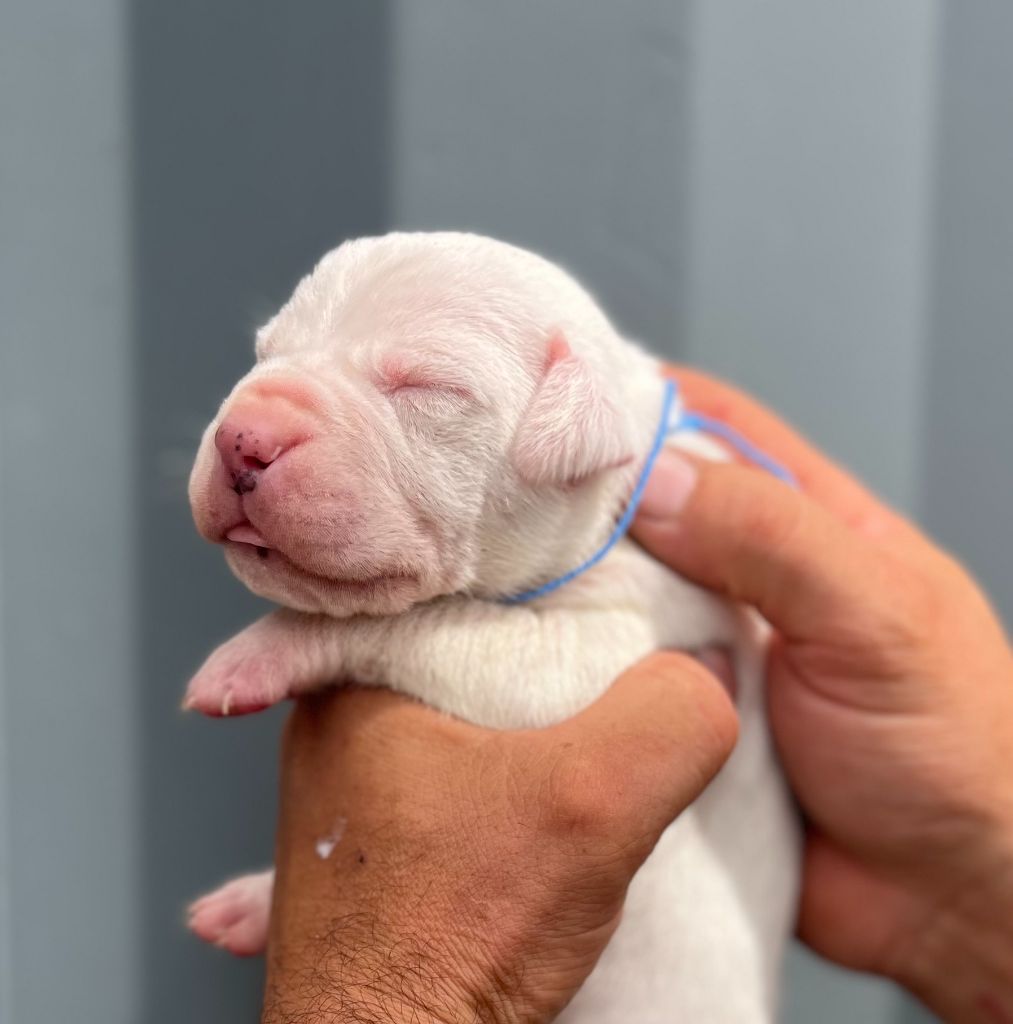 del Sueno Latino - Chiots disponibles - Dogo Argentino