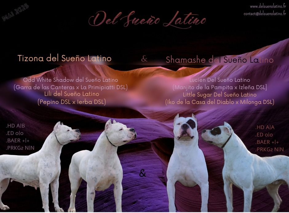 Chiot Dogo Argentino del Sueno Latino