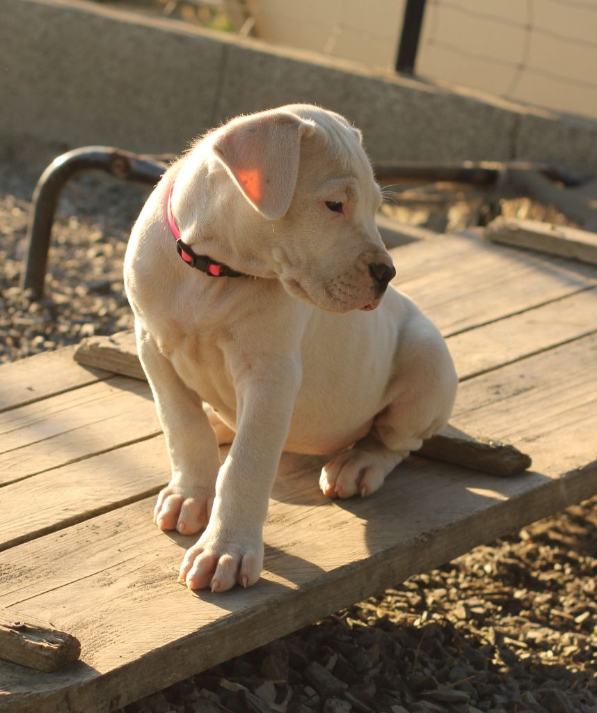 del Sueno Latino - Chiots disponibles - Dogo Argentino