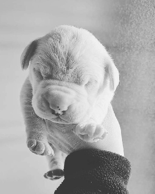 CHIOT