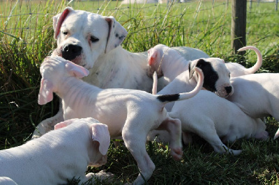 CHIOT 1