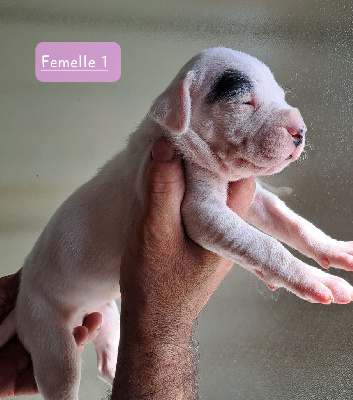 CHIOT 9