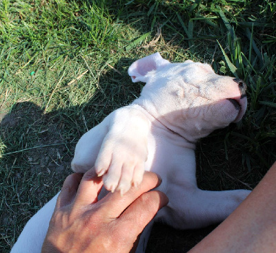 CHIOT 6