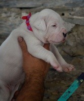 NADA SIN TI - Collier rose