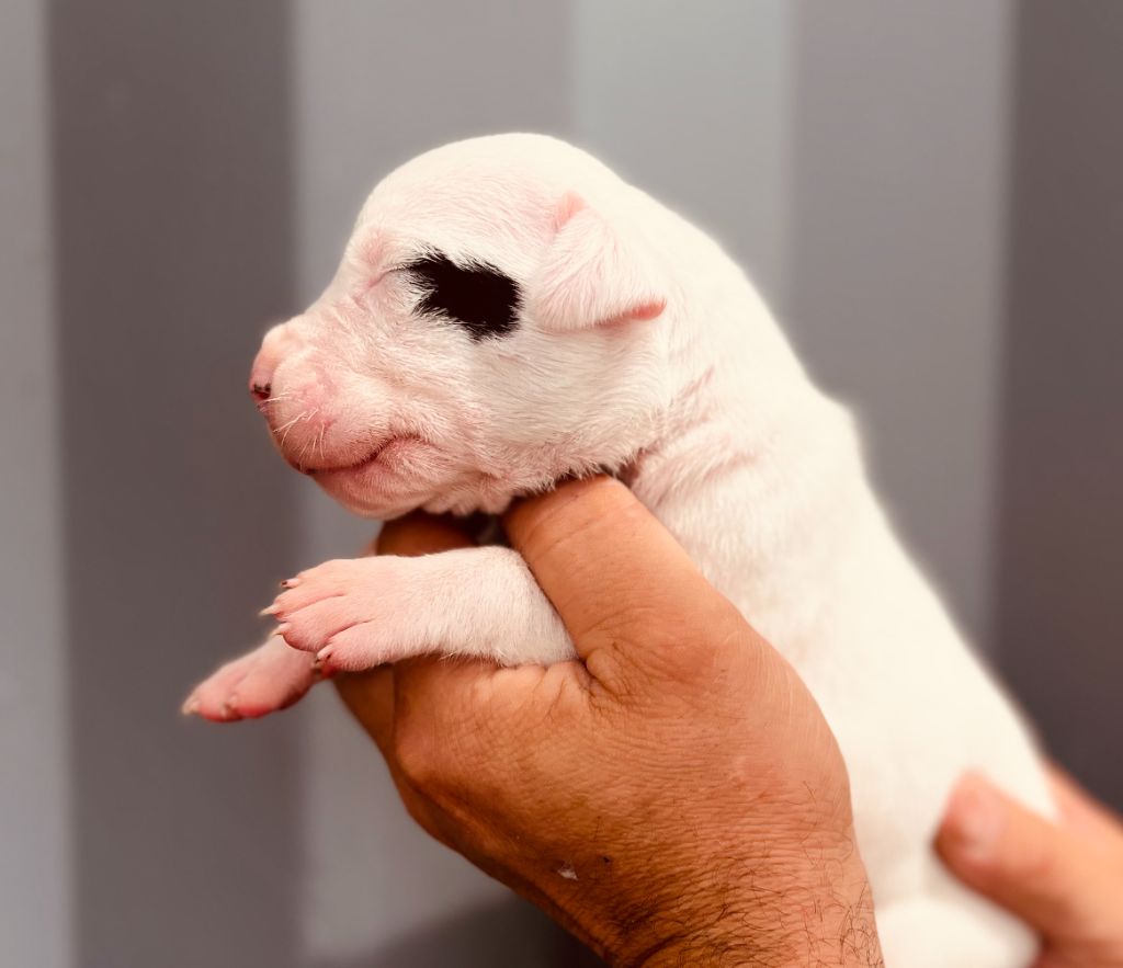 del Sueno Latino - Chiots disponibles - Dogo Argentino