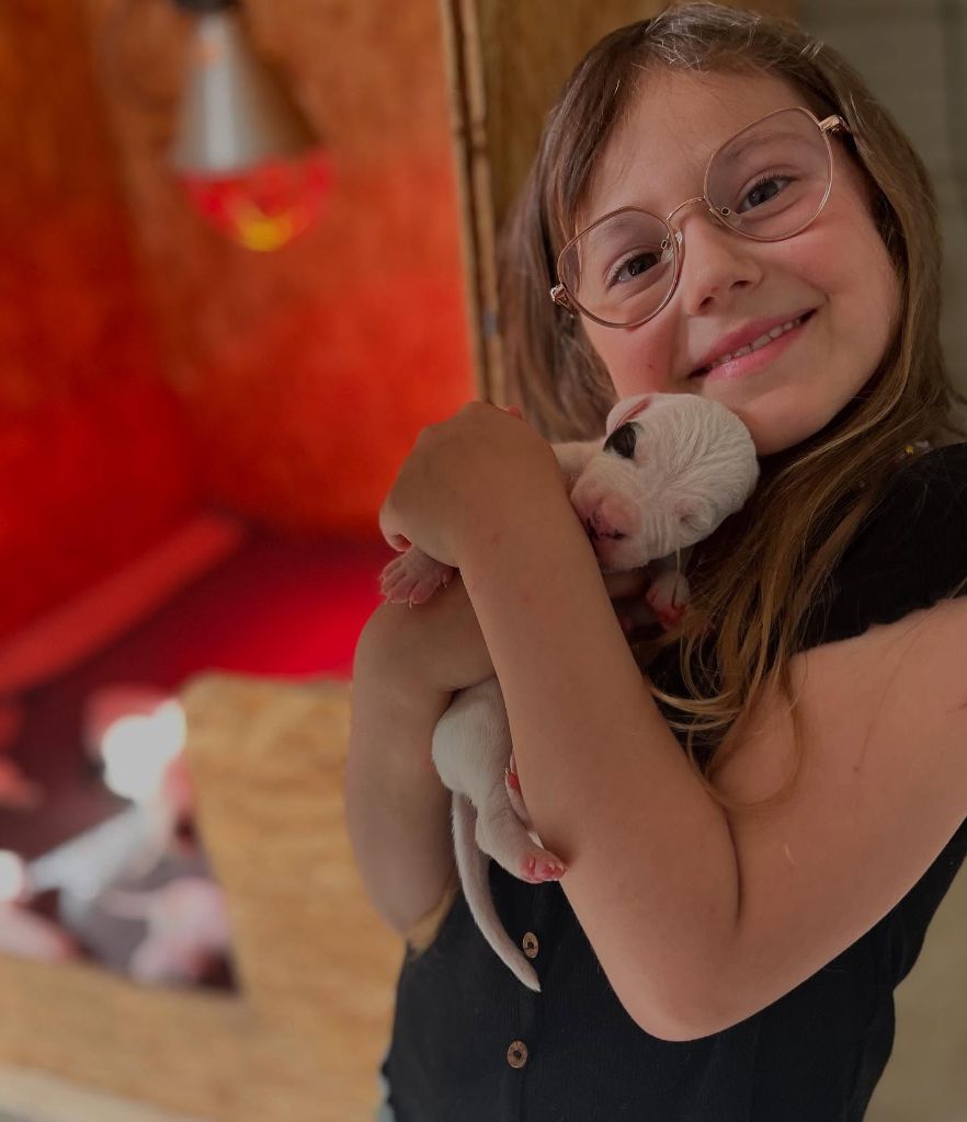 del Sueno Latino - Chiots disponibles - Dogo Argentino