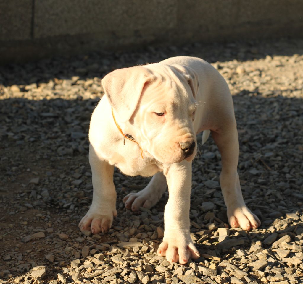 del Sueno Latino - Chiots disponibles - Dogo Argentino