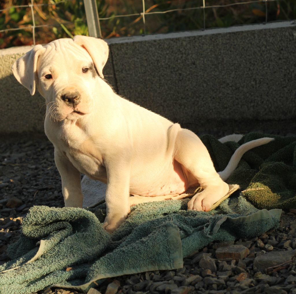 del Sueno Latino - Chiots disponibles - Dogo Argentino